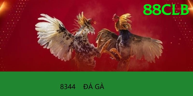 Đá Gà Trực Tiếp - Trải nghiệm tuyệt vời - Nền tảng