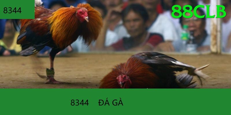 Đá Gà Trực Tiếp - 88clb - Giftcode